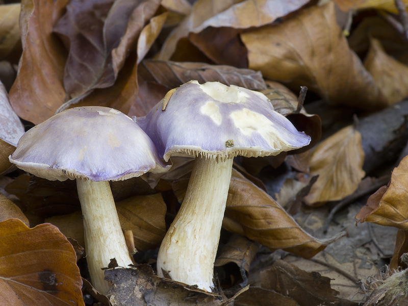 Cortinarius croceocaeruleus